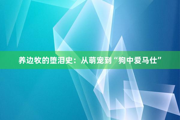养边牧的堕泪史：从萌宠到“狗中爱马仕”